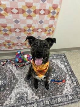 Artie -  Mixed Breed Dog for Adoption in Hamilton, Ohio - Artie | PetCurious