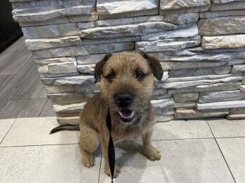OTTER -  Mixed Breed Dog Available for Adoption in Rowlett, Texas - OTTER | PetCurious