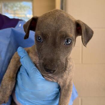 Pickles Crispy -  American Staffordshire Terrier Dog for Adoption in San Antonio, Texas - Pickles Crispy | PetCurious