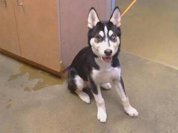 RAYMAN -  Siberian Husky Dog for Adoption in Sacramento, California - RAYMAN | PetCurious