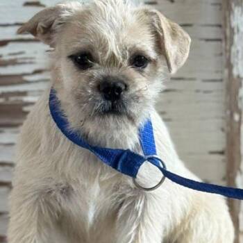 Cairn Terrier Dogs Available for Adoption in Carrollton, Texas - Bea | PetCurious