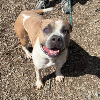 Korovka -  Mixed Breed Dog for Adoption in Wappingers Falls, New York - Korovka | PetCurious