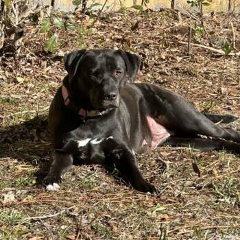 Bella Smella -  Mixed Breed Dog for Adoption in Savannah, Georgia - Bella Smella | PetCurious
