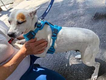 JENNY -  Jack Russell Terrier and Chihuahua Dog for Adoption in Langley Township, British Columbia - JENNY | PetCurious