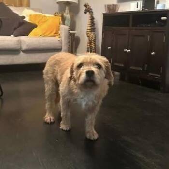 Mixed Breed Dogs Available for Adoption in Verona, New Jersey - Cookie | PetCurious