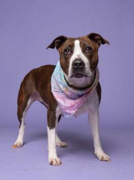 Marsala -  Pit Bull Terrier and Mixed Breed Dog for Adoption in Atlanta, Georgia - Marsala | PetCurious