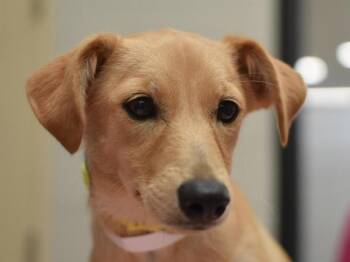 Rufio -  Terrier Dog for Adoption in Portland, Oregon - Rufio | PetCurious