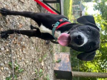 Rescue Black Labrador Retriever Dogs for Adoption in Shelbyville, Indiana - Ronan | PetCurious