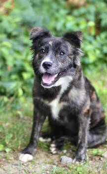 Facts in NH. Come Meet our Adoptable Dogs Wednesday-Saturday. Mo -  Australian Shepherd Dog for Adoption in Manchester, New Hampshire - Facts In NH. Come Meet Our Adoptable Dogs Wednesday-Saturday. Mo | PetCurious