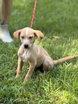 GRACIE -  Hound Dog for Adoption in Locust Fork, Alabama - GRACIE | PetCurious