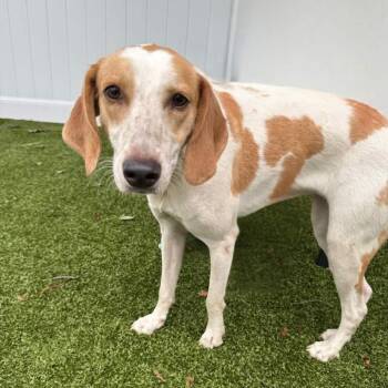 Maybelle -  Coonhound Dog for Adoption in New Bedford, Massachusetts - Maybelle | PetCurious