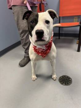 Rescue Terrier Dogs for Adoption in Zanesville, Ohio - Pringles | PetCurious