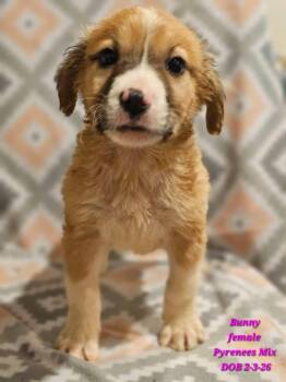 Great Pyrenees Dogs Available for Adoption - Bunny | PetCurious