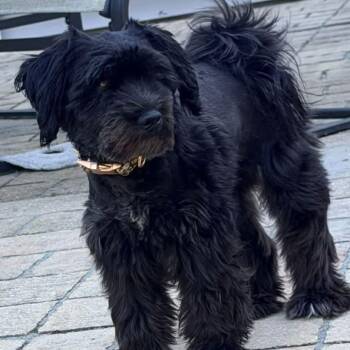 Morticia Adams -  Schnauzer Dog for Adoption in Savannah, Georgia - Morticia Adams | PetCurious