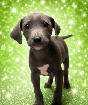 Paperclip -  Labrador Retriever and Pit Bull Terrier Dog for Adoption in Lutz, Florida - Paperclip | PetCurious