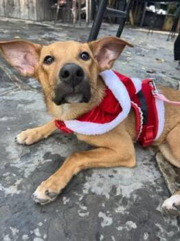 Terrier and Mixed Breed Dogs Available for Adoption in New Orleans, Louisiana - Mary Poppins | PetCurious