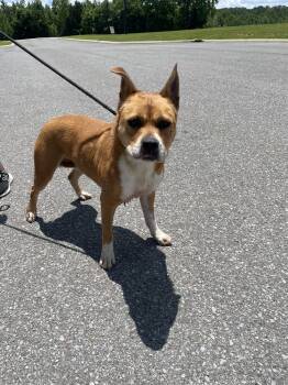 Rescue Mixed Breed Dogs for Adoption in Dickson, Tennessee - Marnie | PetCurious