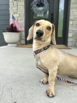Dash - OHIO ONLY -  Dachshund Dog for Adoption in Lebanon, Ohio - Dash - OHIO ONLY | PetCurious