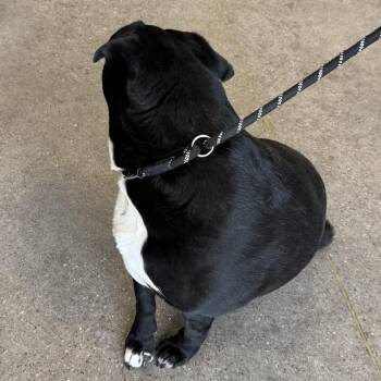 Mixed Breed Dogs Available for Adoption - Sasha | PetCurious