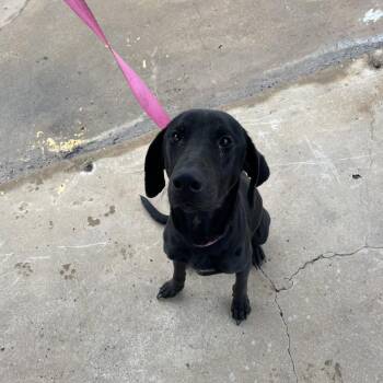 Boddie -  Black Labrador Retriever Dog for Adoption in Lake Jackson, Texas - Boddie | PetCurious