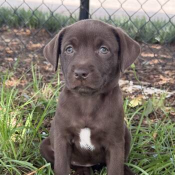 Country Girl -  Labrador Retriever and Pit Bull Terrier Dog for Adoption in Columbia, South Carolina - Country Girl | PetCurious
