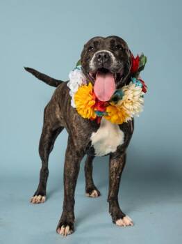 Mia -  Pit Bull Terrier and Mixed Breed Dog for Adoption in Atlanta, Georgia - Mia | PetCurious