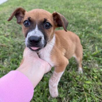 Australian Cattle Dog Blue Heeler Dogs Available for Adoption - Waffle | PetCurious