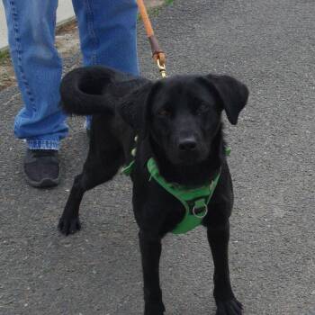 April -  Black Labrador Retriever Dog for Adoption in Baker City, Oregon - April | PetCurious