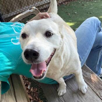 Willow -  Dutch Shepherd and Cardigan Welsh Corgi Dog for Adoption in Lakeland, Florida - Willow | PetCurious