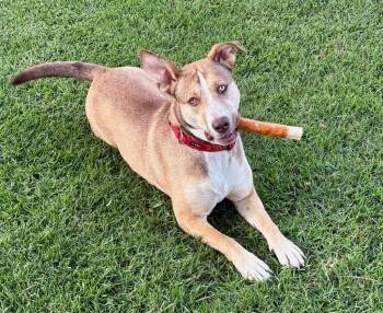 Mixed Breed Dogs Available for Adoption - Stella | PetCurious