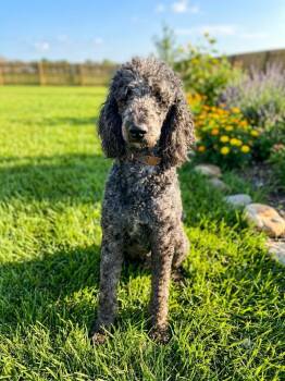 FALCON -  Poodle Dog for Adoption in Dallas, Texas - FALCON | PetCurious