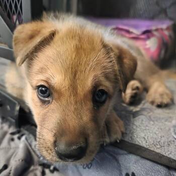 Tamale -  Shepherd and Mixed Breed Dog for Adoption in Chandler, Arizona - Tamale | PetCurious