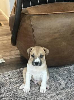 Terrier Dogs Available for Adoption in Colorado Springs, Colorado - Buford | PetCurious