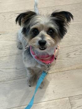 Flame -  Yorkshire Terrier Dog for Adoption in Philadelphia, Pennsylvania - Flame | PetCurious