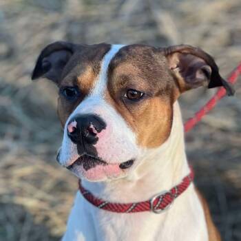 Rescue Mixed Breed Dogs for Adoption in Huntington, West Virginia - Gandalf | PetCurious