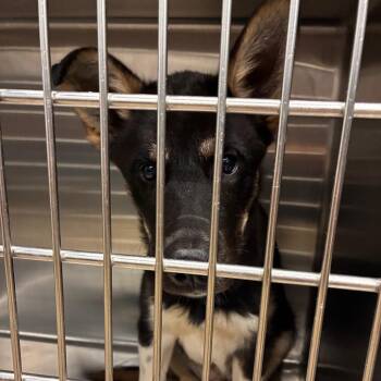 Dozer -  German Shepherd Dog Dog for Adoption in Abilene, Texas - Dozer | PetCurious