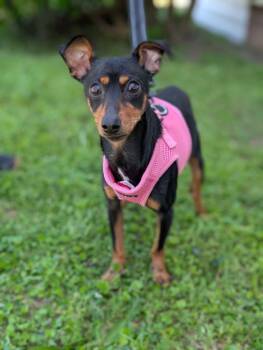 Miniature Pinscher Dogs Available for Adoption - Goose | PetCurious