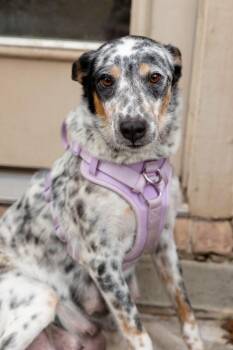 Australian Cattle Dog Blue Heeler Dogs Available for Adoption in Pflugerville, Texas - Merry | PetCurious