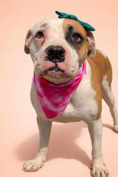 Boxer and American Staffordshire Terrier Dogs Available for Adoption in Scottsville, Kentucky - Annie | PetCurious