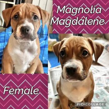 Magnolia -  Boxer Dog for Adoption in Manchester, Connecticut - Magnolia | PetCurious