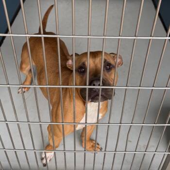 American Staffordshire Terrier Dogs Available for Adoption - Lil Apple | PetCurious