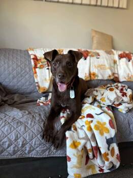 Chocolate Labrador Retriever Dogs Available for Adoption - Joelie  | PetCurious
