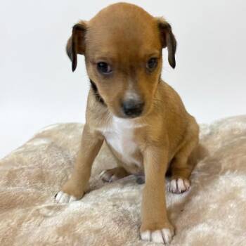 Chihuahua and Mixed Breed Dogs Available for Adoption in San Saba, Texas - Ollie | PetCurious