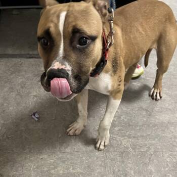 Mr.Handsome -  Mixed Breed Dog for Adoption in Philadelphia, Pennsylvania - Mr.Handsome | PetCurious