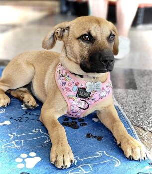 Rescue Labrador Retriever and Cattle Dog Dogs for Adoption in Chinle, Arizona - Hazel | PetCurious