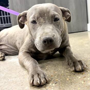 Sierra -  Pit Bull Terrier Dog for Adoption in Midland, Texas - Sierra | PetCurious