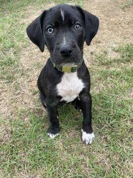 Border Collie and German Shorthaired Pointer Dogs Available for Adoption in Newnan, Georgia - Nimue | PetCurious