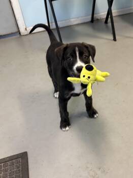 Della -  Mixed Breed Dog for Adoption in Big Rapids, Michigan - Della | PetCurious