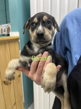 Bandit -  Pit Bull Terrier and Husky Dog for Adoption in Chattanooga, Tennessee - Bandit | PetCurious
