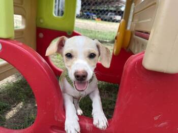 Chihuahua and Beagle Dogs Available for Adoption - Corbin | PetCurious
